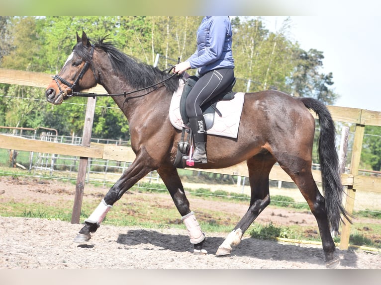 Altre razze Castrone 10 Anni 168 cm Baio scuro in Achtmaal
