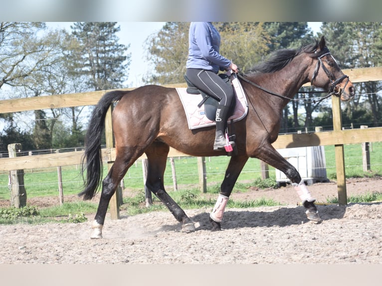 Altre razze Castrone 10 Anni 168 cm Baio scuro in Achtmaal