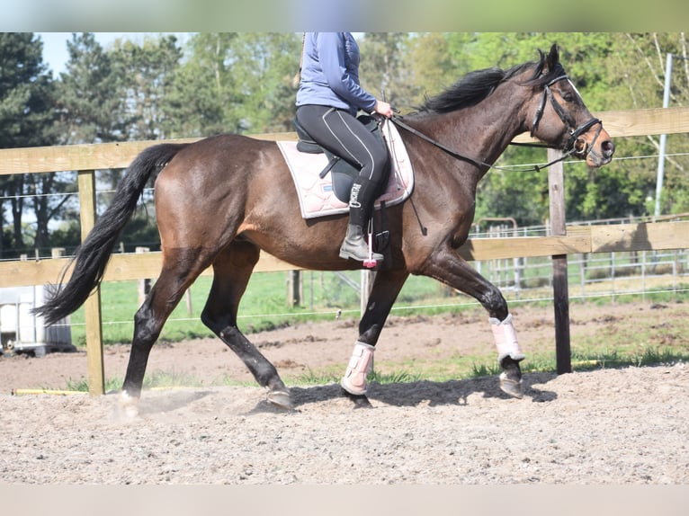 Altre razze Castrone 10 Anni 168 cm Baio scuro in Achtmaal