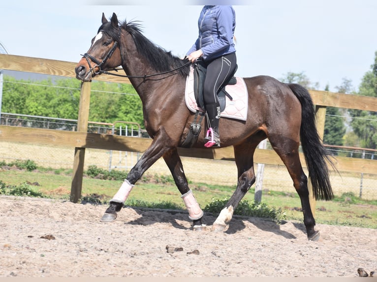 Altre razze Castrone 10 Anni 168 cm Baio scuro in Achtmaal