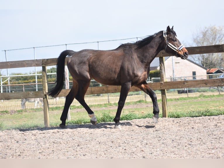 Altre razze Castrone 10 Anni 168 cm Baio scuro in Achtmaal