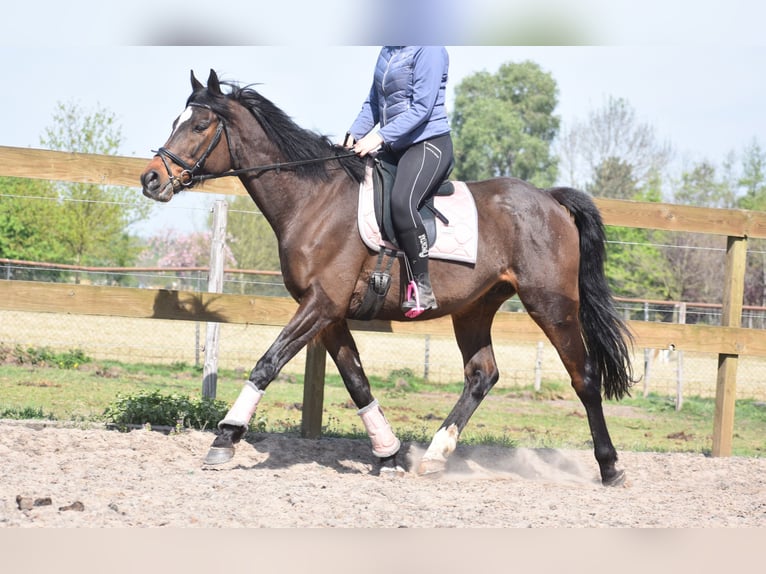Altre razze Castrone 10 Anni 168 cm Baio scuro in Achtmaal