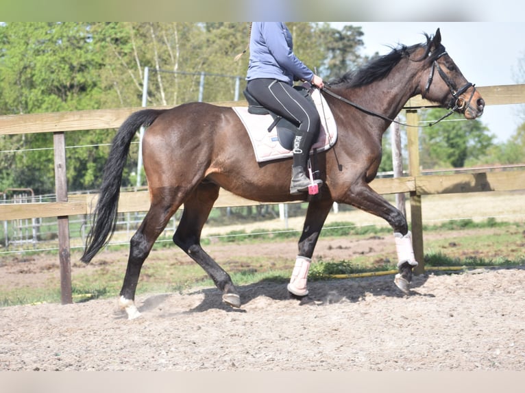 Altre razze Castrone 10 Anni 168 cm Baio scuro in Achtmaal