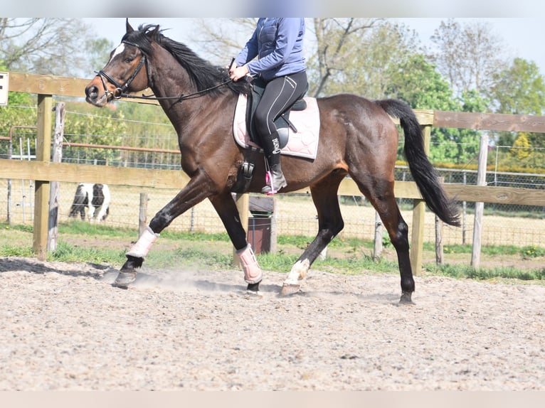 Altre razze Castrone 10 Anni 168 cm Baio scuro in Achtmaal