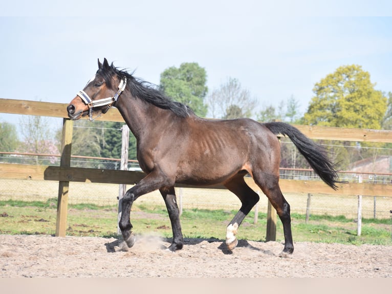 Altre razze Castrone 10 Anni 168 cm Baio scuro in Achtmaal