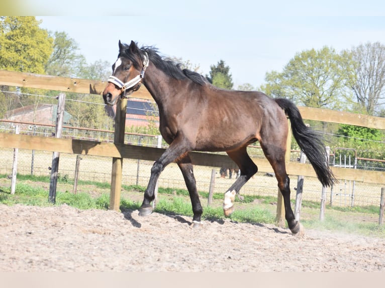 Altre razze Castrone 10 Anni 168 cm Baio scuro in Achtmaal