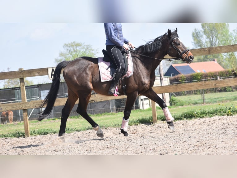 Altre razze Castrone 10 Anni 168 cm Baio scuro in Achtmaal