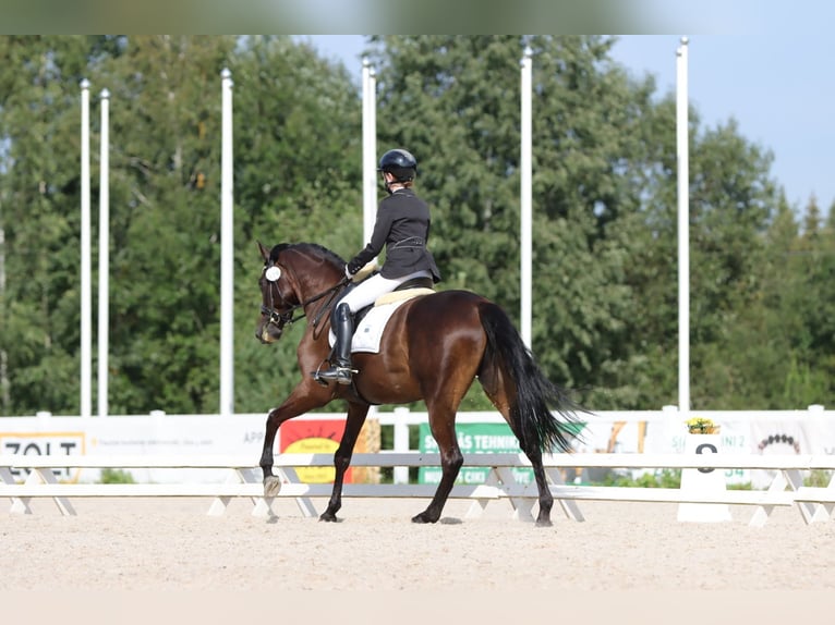 Altre razze Castrone 10 Anni 169 cm Baio in Mārupe