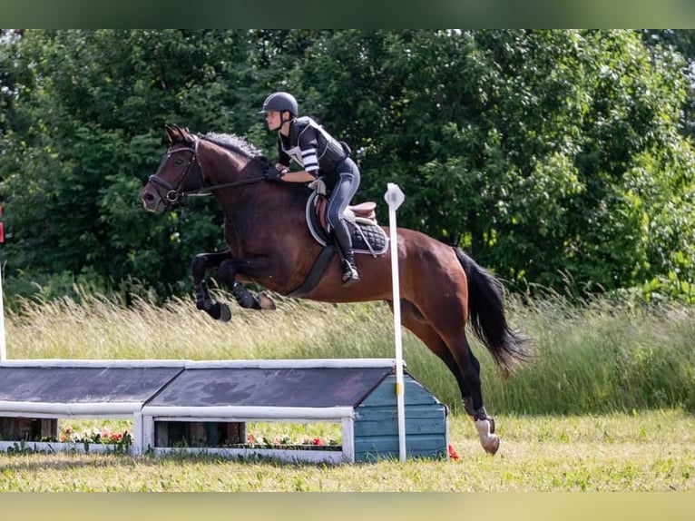 Altre razze Mix Castrone 10 Anni 170 cm Baio in Mallavere