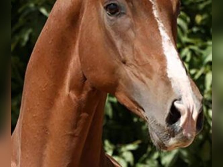 Altre razze Mix Castrone 10 Anni 170 cm Sauro scuro in Alicante/Alacant