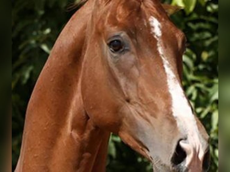 Altre razze Mix Castrone 10 Anni 170 cm Sauro scuro in Alicante/Alacant