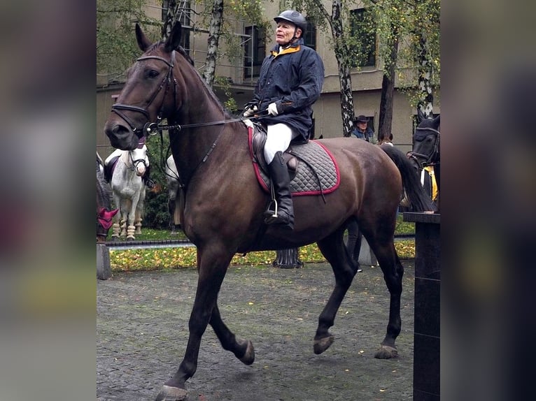 Altre razze Castrone 10 Anni 176 cm Baio scuro in Kosice