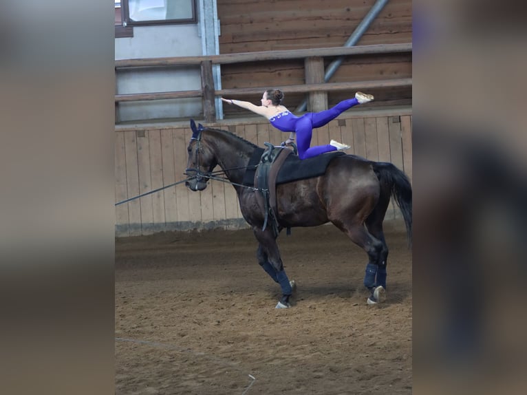 Altre razze Castrone 10 Anni 176 cm Baio scuro in Kosice