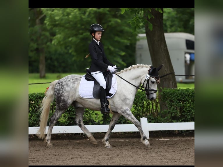 Altre razze Mix Castrone 11 Anni 136 cm Grigio pezzato in Ihringen