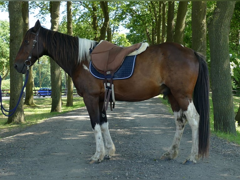 Altre razze Castrone 11 Anni 143 cm Pezzato in Lathen
