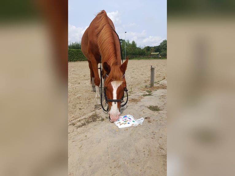 Altre razze Castrone 11 Anni 145 cm Sauro in Sint-Oedenrode