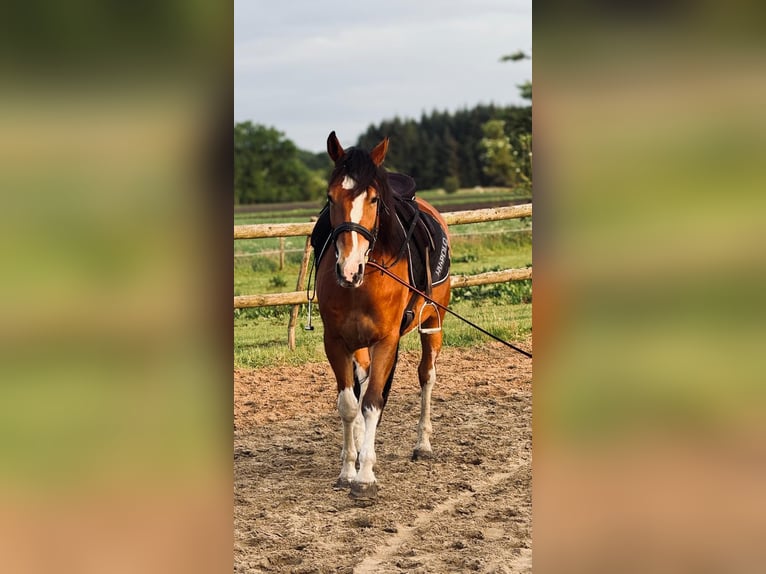 Altre razze Castrone 11 Anni 150 cm Baio in S&#xFC;derheistedt