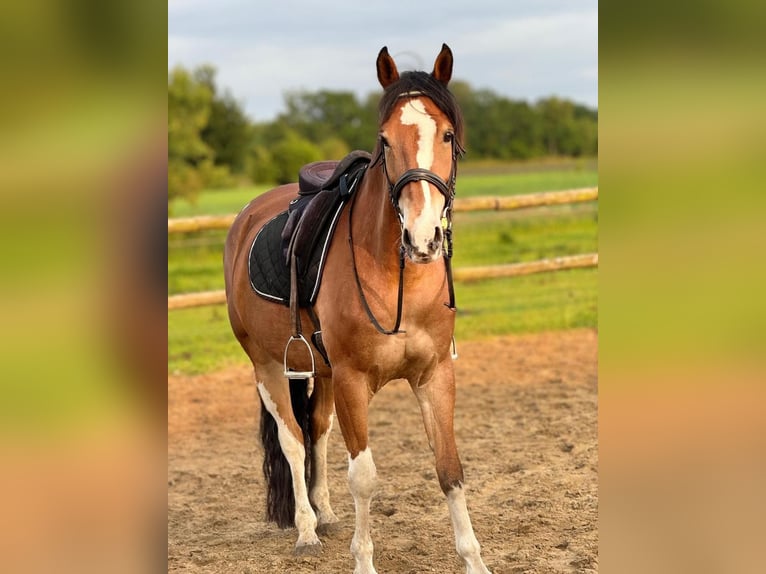 Altre razze Castrone 11 Anni 150 cm Baio in S&#xFC;derheistedt