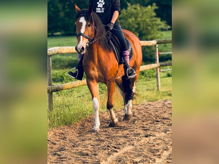 Altre razze Castrone 11 Anni 150 cm Baio in S&#xFC;derheistedt