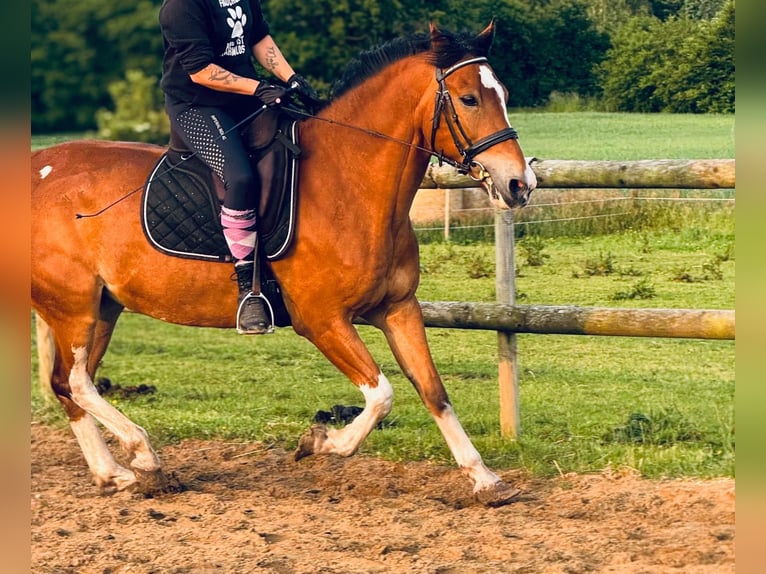 Altre razze Castrone 11 Anni 150 cm Baio in S&#xFC;derheistedt