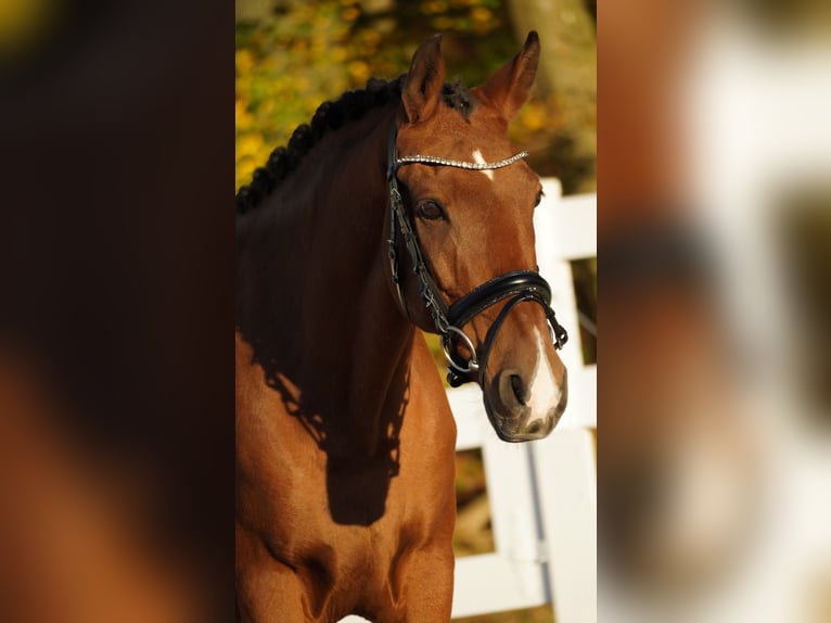 Altre razze Castrone 11 Anni 152 cm Baio in Nettersheim