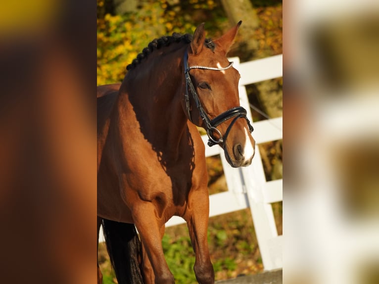 Altre razze Castrone 11 Anni 152 cm Baio in Nettersheim