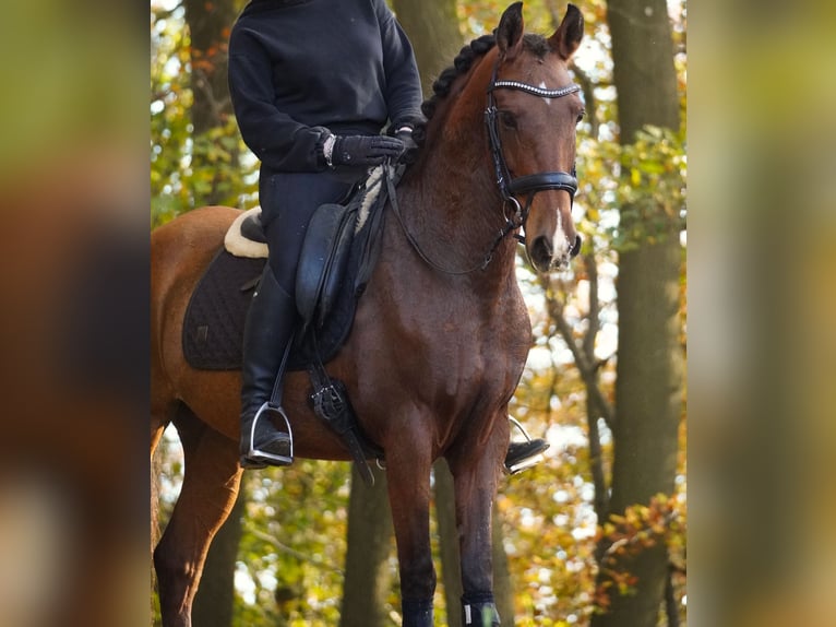 Altre razze Castrone 11 Anni 155 cm Baio in Nettersheim