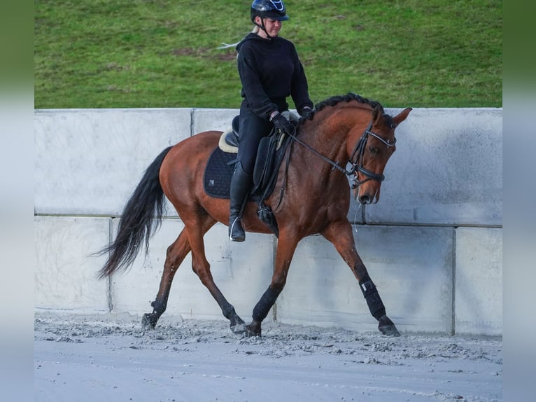 Altre razze Castrone 11 Anni 155 cm Baio in Nettersheim