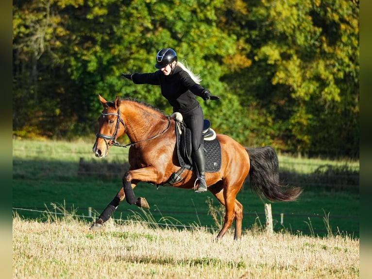 Altre razze Castrone 11 Anni 155 cm Baio in Nettersheim