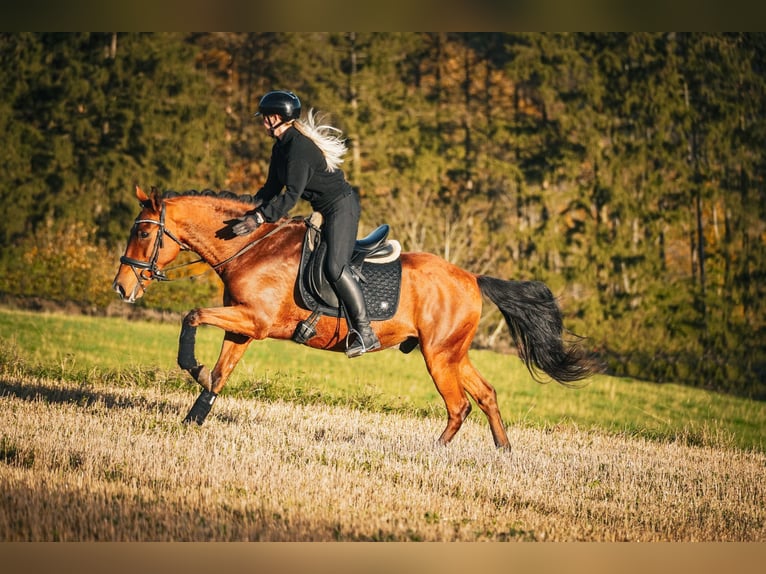 Altre razze Castrone 11 Anni 155 cm Baio in Nettersheim