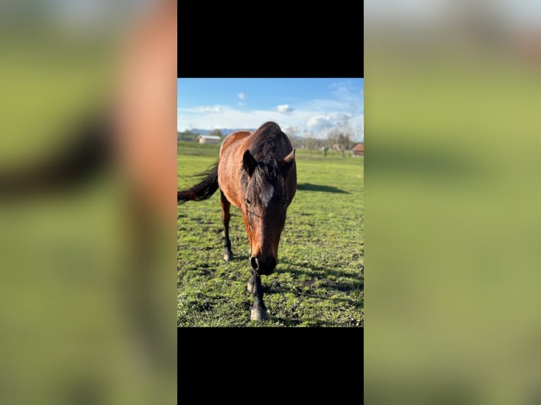 Altre razze Castrone 11 Anni 158 cm Baio in Weilheim in OberbayerN