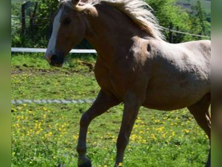 Altre razze Mix Castrone 11 Anni 158 cm Overo-tutti i colori in Muhlbach sur Bruche