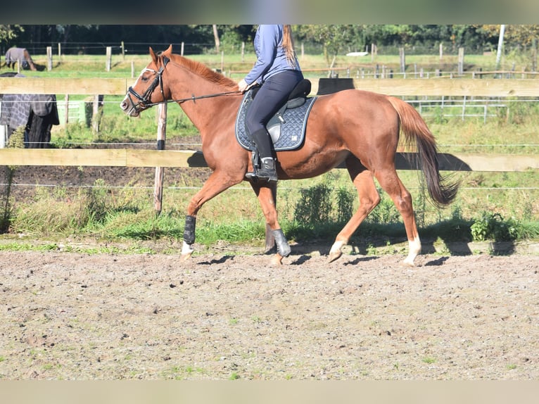 Altre razze Castrone 11 Anni 158 cm Sauro in Achtmaal