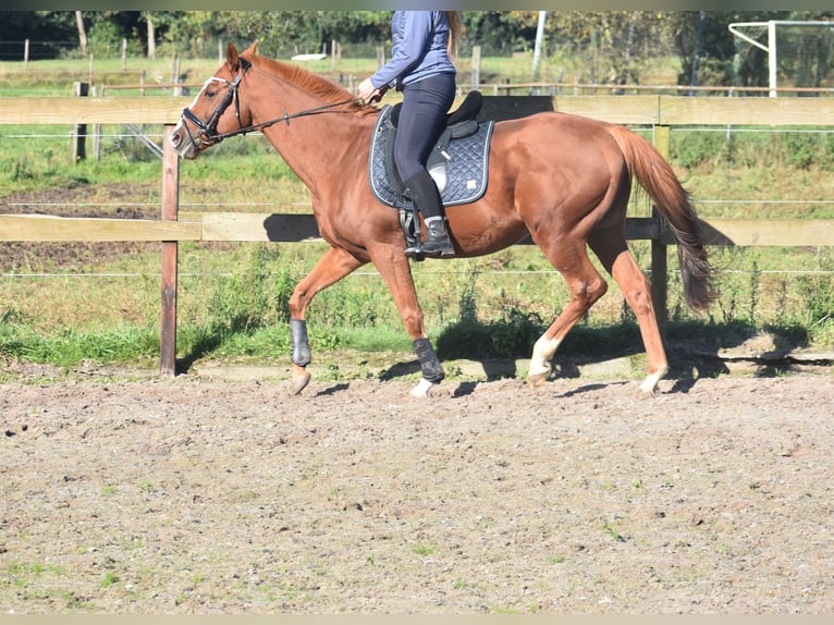 Altre razze Castrone 11 Anni 158 cm Sauro in Achtmaal