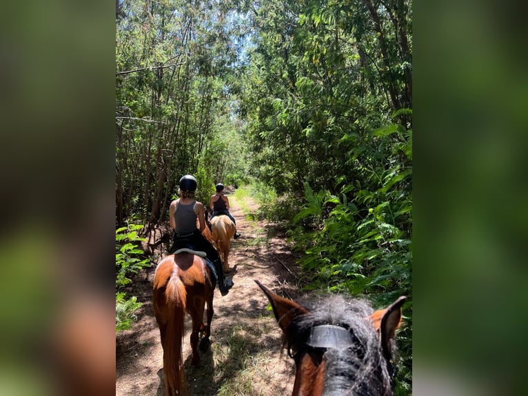 Altre razze Mix Castrone 11 Anni 158 cm Sauro in Nogueira do cravo