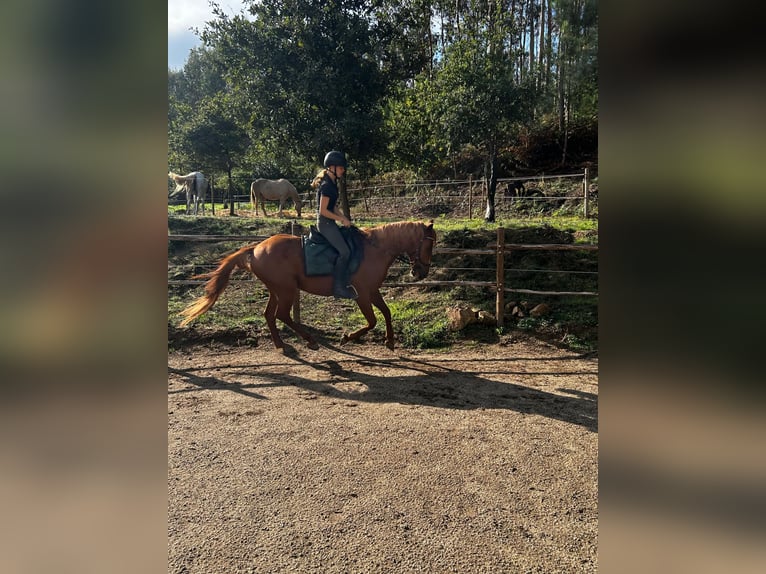 Altre razze Mix Castrone 11 Anni 158 cm Sauro in Nogueira do cravo