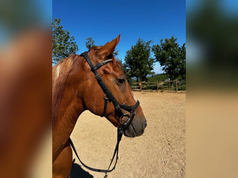 Altre razze Mix Castrone 11 Anni 158 cm Sauro in Nogueira do cravo