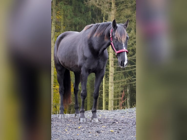 Altre razze Castrone 11 Anni 160 cm Morello in Nettersheim