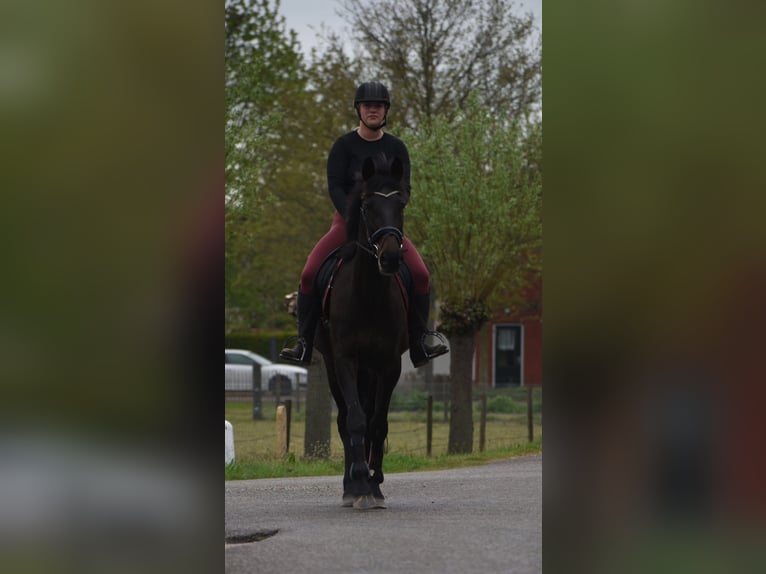 Altre razze Castrone 11 Anni 161 cm Baio scuro in Achtmaal
