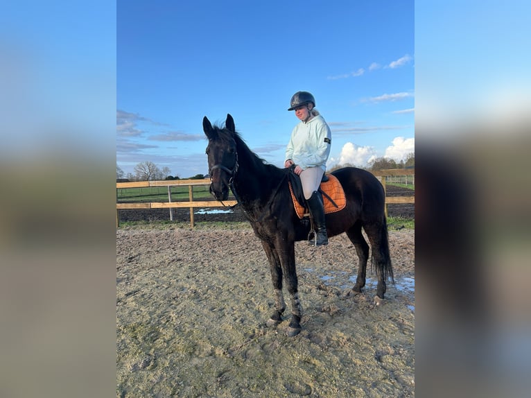 Altre razze Castrone 11 Anni 161 cm Baio scuro in Achtmaal