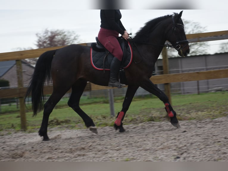 Altre razze Castrone 11 Anni 161 cm Baio scuro in Achtmaal