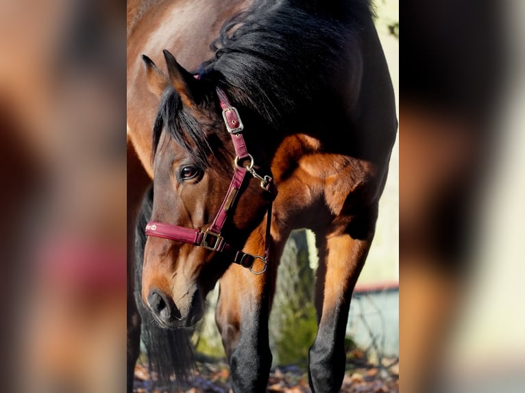 Altre razze Castrone 11 Anni 162 cm Baio in Nettersheim