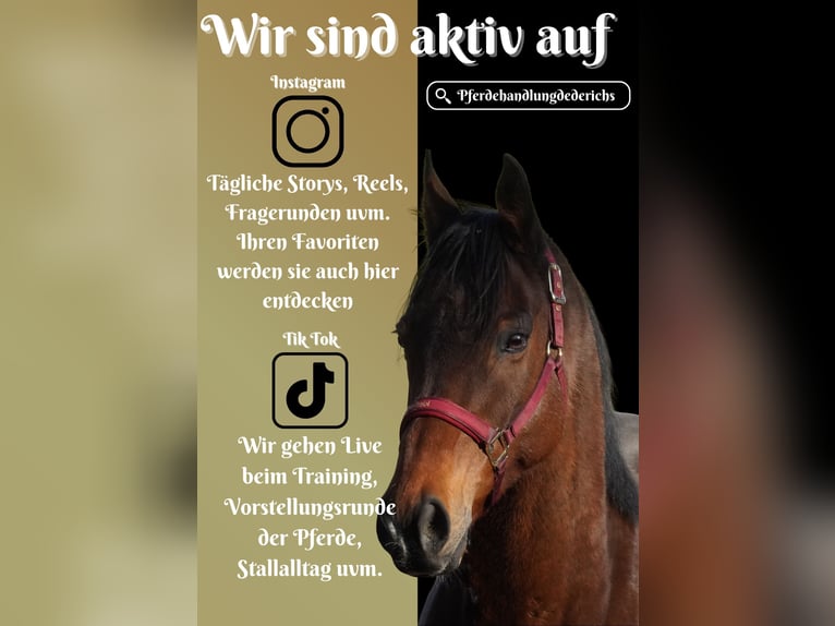 Altre razze Castrone 11 Anni 162 cm Baio in Nettersheim