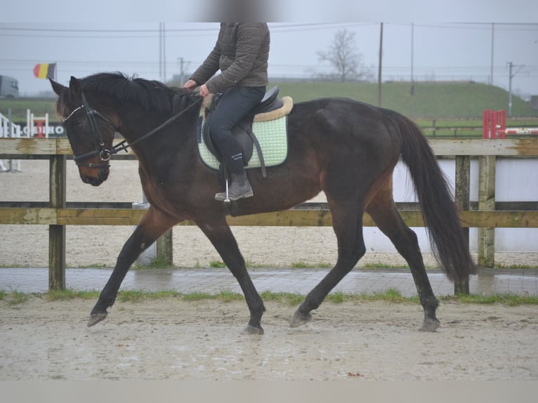 Altre razze Castrone 11 Anni 162 cm Baio scuro in Breda