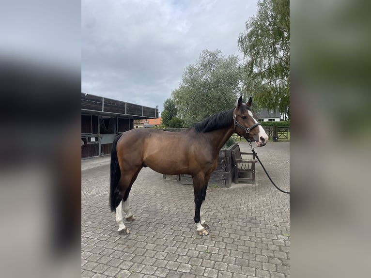 Altre razze Castrone 11 Anni 163 cm Baio in Fretin