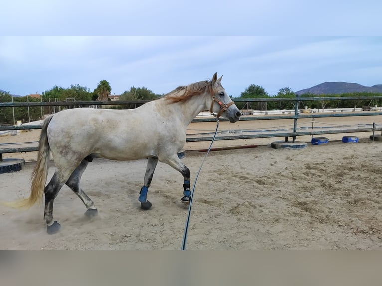 Altre razze Castrone 11 Anni 168 cm Grigio in Los Desamparados