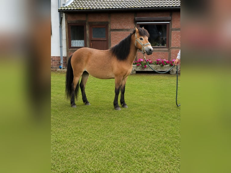 Altre razze Castrone 12 Anni 115 cm Falbo in Vienenburg
