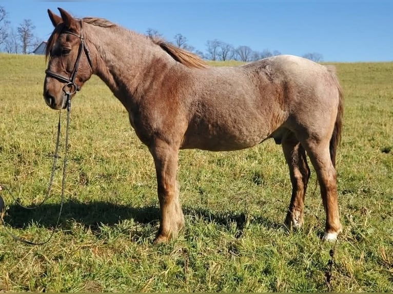 Altre razze Mix Castrone 12 Anni 142 cm Roano rosso in Somerset