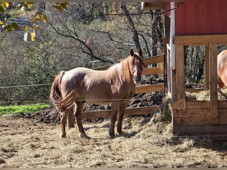 Altre razze Mix Castrone 12 Anni 142 cm Roano rosso in Somerset