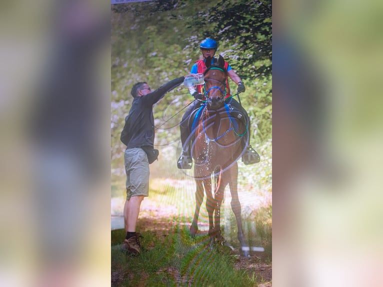 Altre razze Castrone 12 Anni 154 cm Baio in Emmen